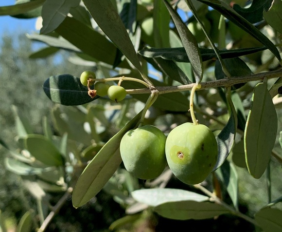 Discover DOP Olive Oil