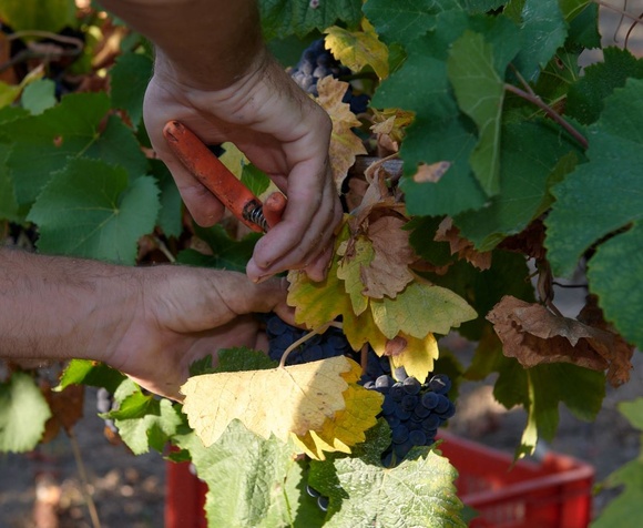 Partecipa alla Vendemmia (Pomeriggio)