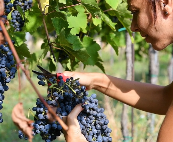 Partecipa alla Vendemmia (Mattino)