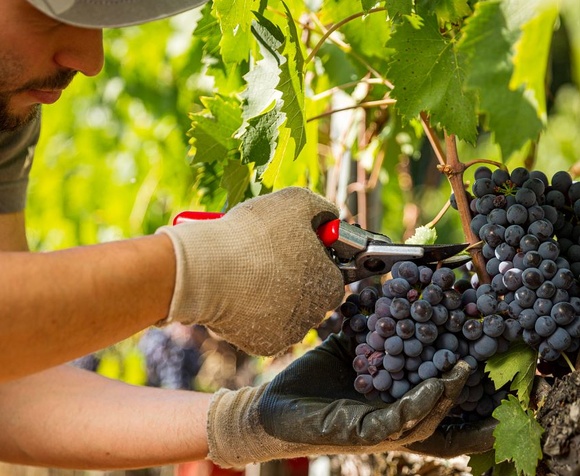 Colazione della Vendemmia