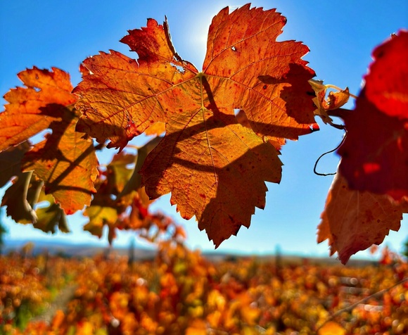 Autumn in the Vineyard