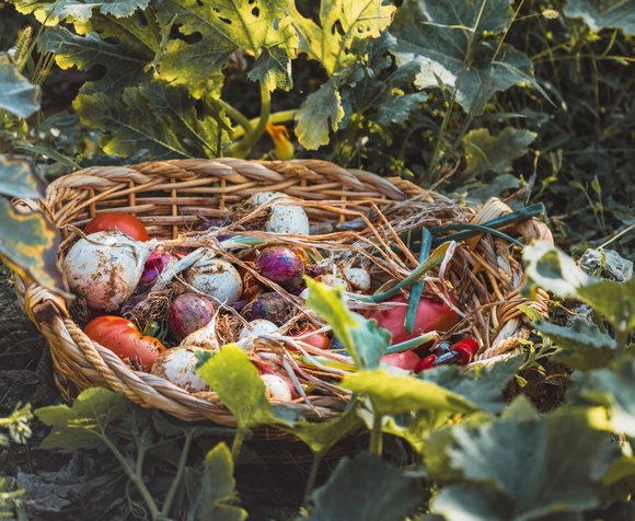 Vegan Cooking Class in Valdichiana Senese